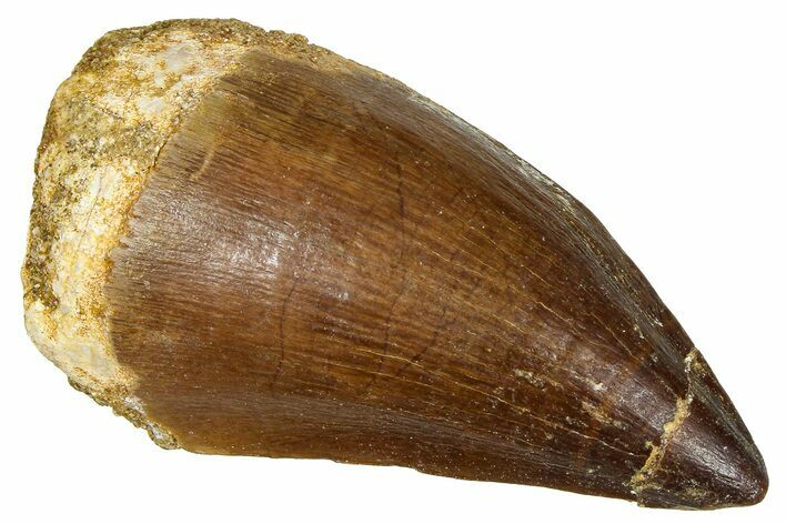 Fossil Mosasaur (Thalassotitan) Tooth - Morocco #374574